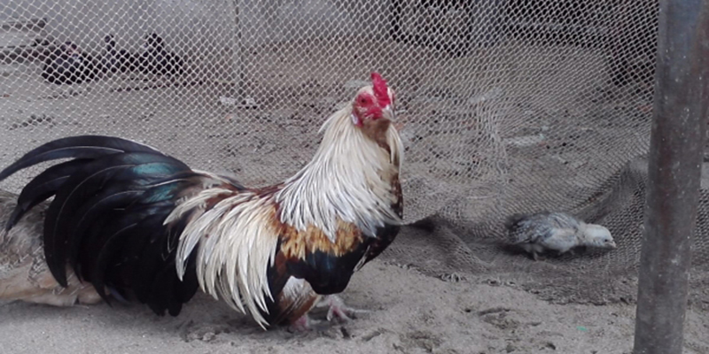 Các giống gà có thể tham gia đá cựa