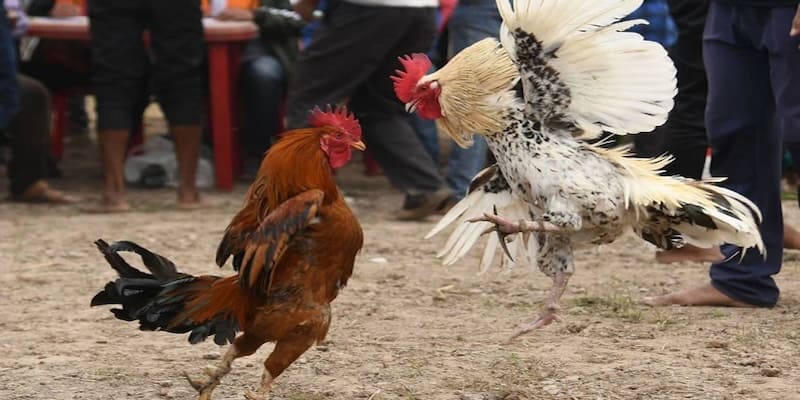 da-ga-campuchia-hello88-3