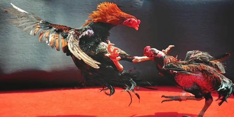 da-ga-moc-bai-hello88-2