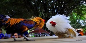 da-ga-moc-bai-hello88