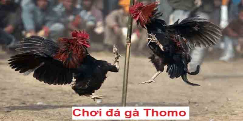 Tổng quan về đá gà Thomo