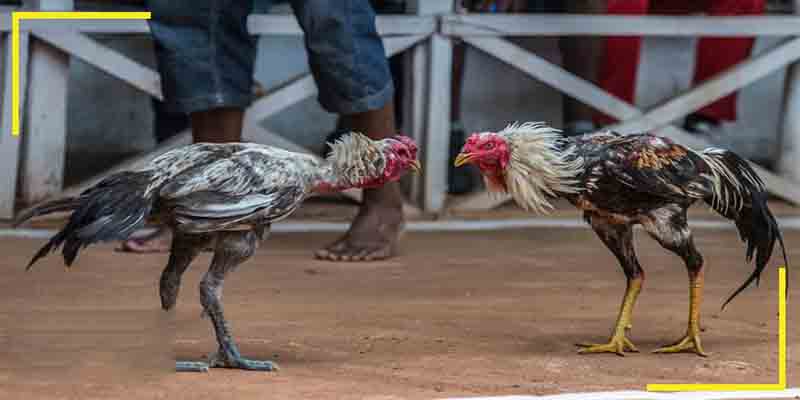 Phân tích kỹ thuật liên quan đá gà thomo